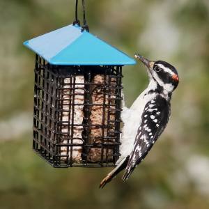 Double Suet Feeder With Weather Guard - More Birds